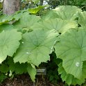 Astilboides tabularis